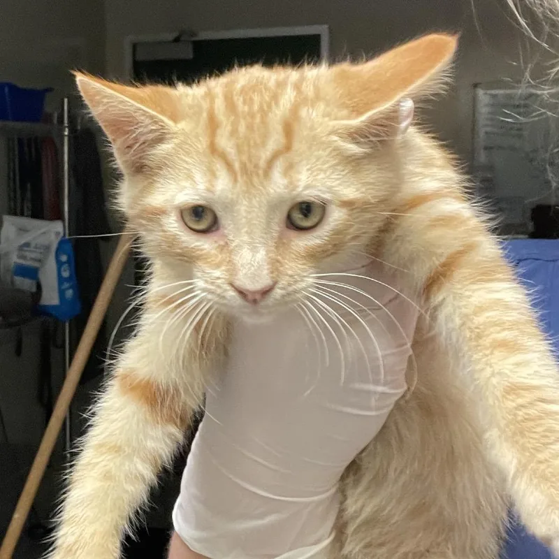 A baby small-sized male Orange / Red Domestic Short Hair cat named Ufo for adoption in Reno, NV