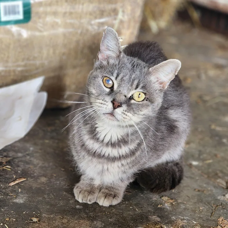An adult medium-sized male Gray / Blue / Silver Domestic Short Hair cat named Grey Broooooo for adoption in Lincoln, NE