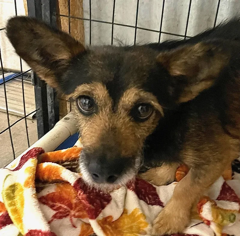 An adult small-sized male Terrier dog named Topher for adoption in Polson, MT