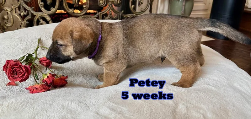 A young medium-sized male German Shepherd Dog dog named Petey for adoption in Carrollton, TX