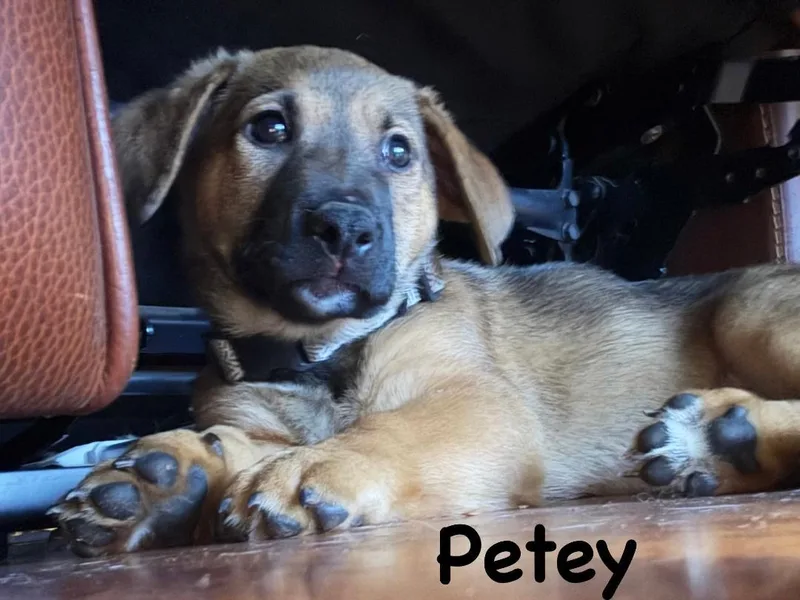 Petey thumbnail 6