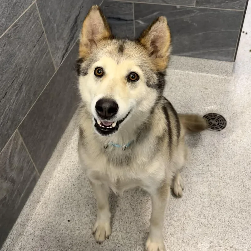 An adult medium-sized female Husky dog named Foxy for adoption in Cooperstown, NY