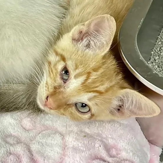 A baby small-sized male Orange / Red Domestic Short Hair cat named Boston for adoption in Leander, TX