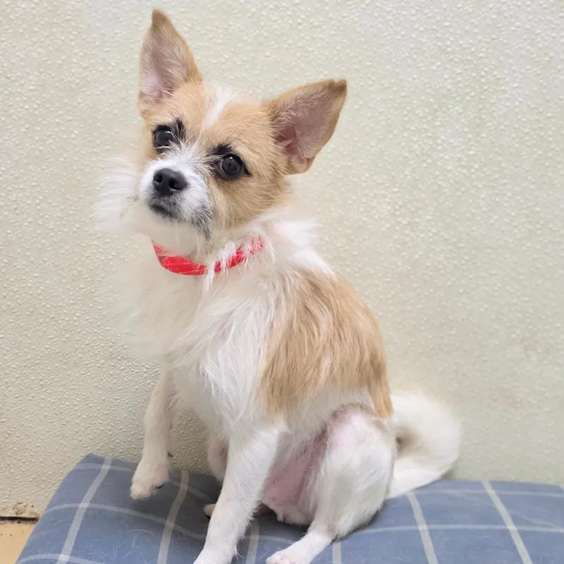 An adult small-sized male White / Cream Terrier dog named Iroh  Costa Mesa for adoption in Chino Hills, CA