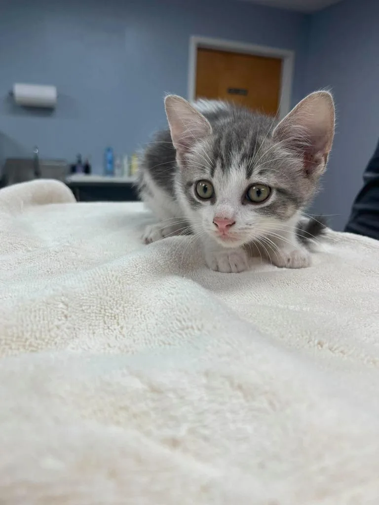 A baby small-sized male Domestic Short Hair cat named Cosmo for adoption in Lavonia, GA