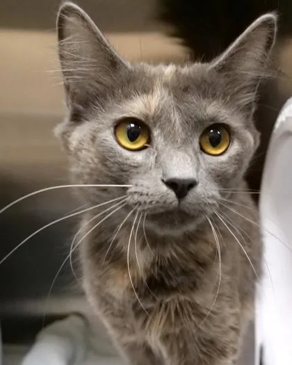 An adult medium-sized female Domestic Medium Hair cat named Dua Lipa for adoption in Fishers, IN