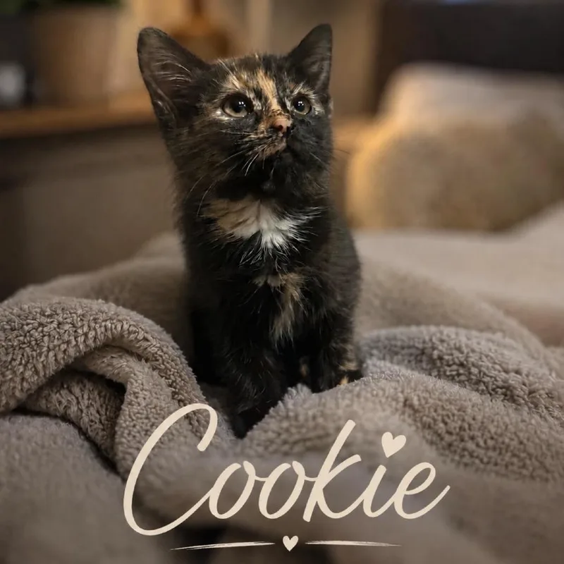 A baby small-sized female Black American Shorthair cat named Cookie for adoption in Inman, SC