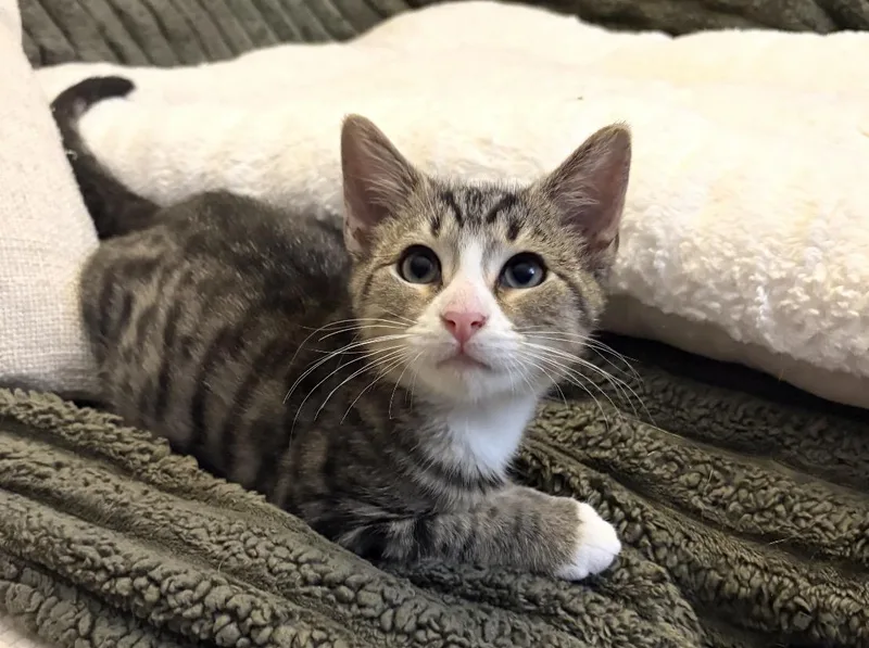 A baby small-sized male Gray / Blue / Silver Domestic Short Hair cat named Ruby & Frankie for adoption in Staten Island, NY