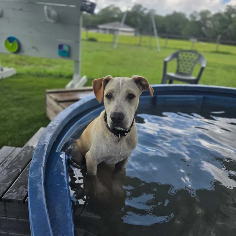 A young medium-sized male White / Cream Mixed Breed dog named Ian for adoption in Williston, FL