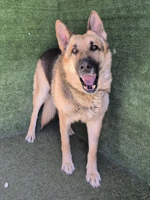 An adult extra large-sized male German Shepherd Dog dog named Ian for adoption in Lancaster, CA