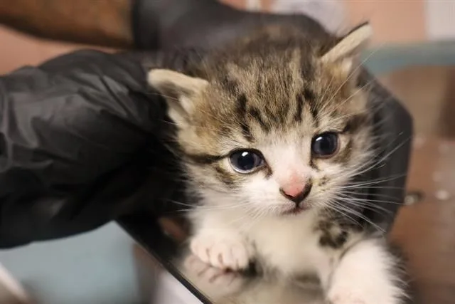 A baby small-sized female Domestic Short Hair cat named Royal for adoption in Columbia, SC