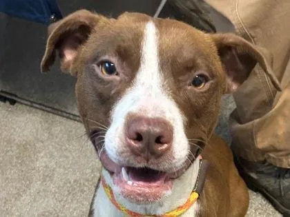 An adult medium-sized female Brown / Chocolate Mixed Breed dog named Sea for adoption in Georgetown, TX