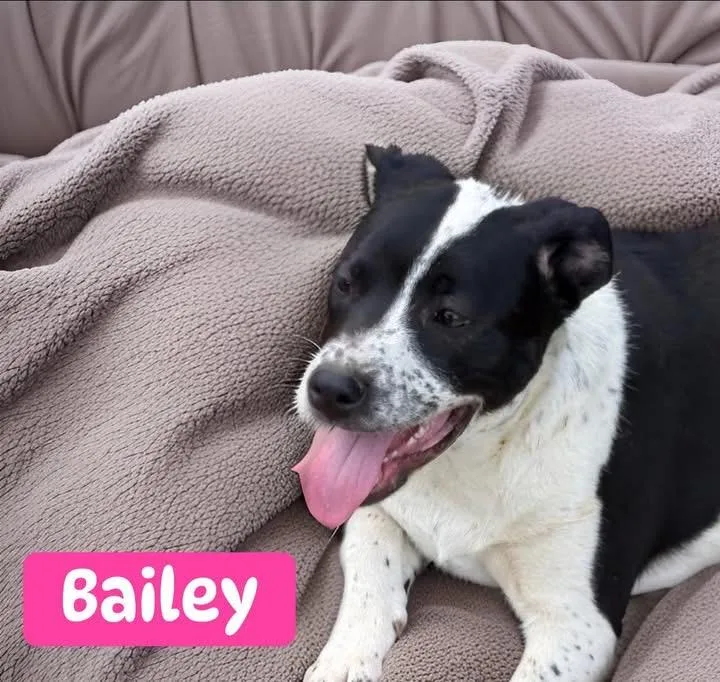 Bailey thumbnail 2