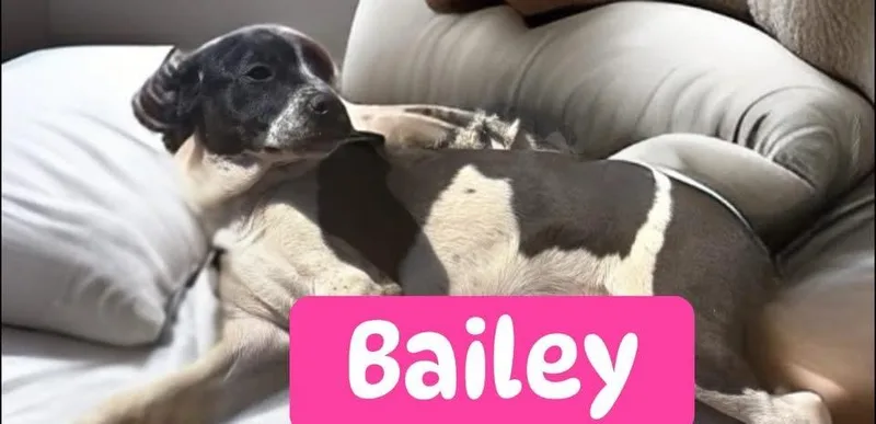 Bailey thumbnail 3