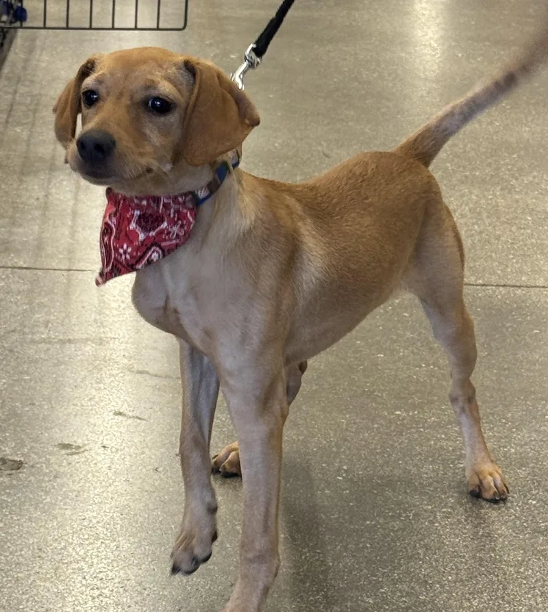 A baby small-sized male Dachshund dog named Avery for adoption in Schertz, TX