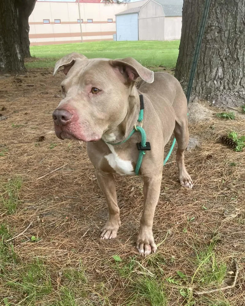 An adult medium-sized male Gray / Blue / Silver Pit Bull Terrier dog named Echo for adoption in Springfield, IL