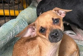 A young small-sized female Dachshund dog named Mama for adoption in San Antonio, TX