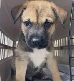 A baby medium-sized male Mixed Breed dog named Sully for adoption in West Chester, PA