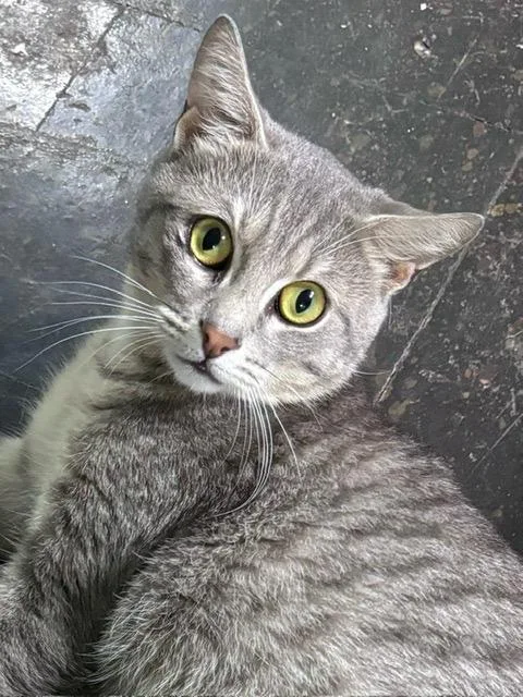 A young medium-sized male Tabby (Gray / Blue / Silver) Tabby cat named Lucas for adoption in Churchville, PA