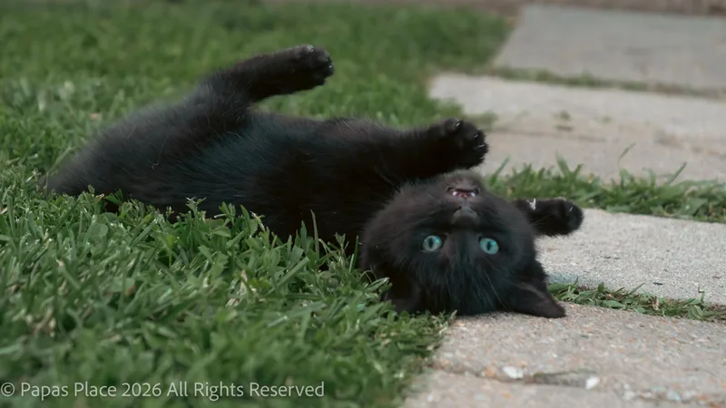 A baby small-sized male Domestic Short Hair cat named Ash for adoption in Mexico, MO