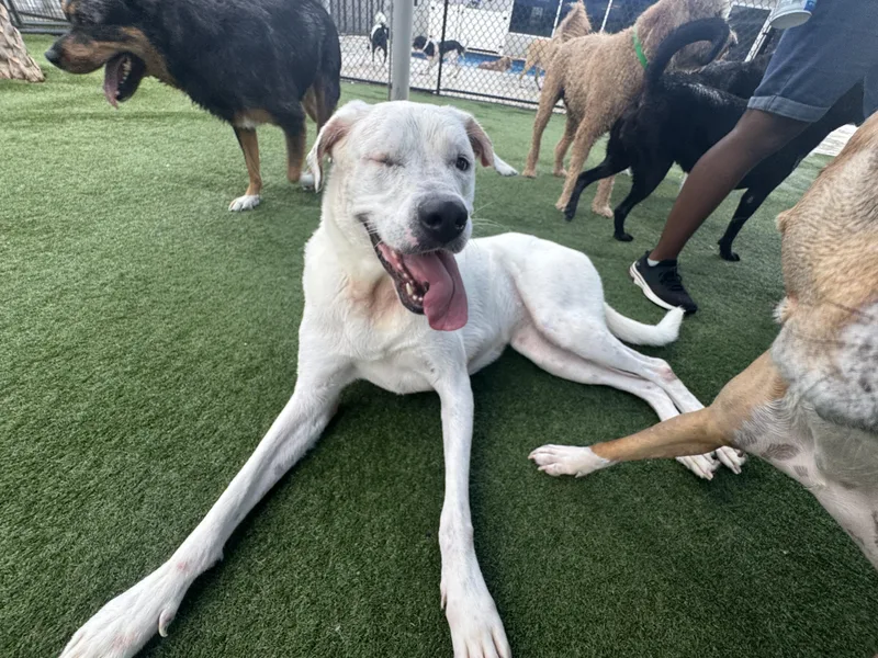 Daffodil thumbnail 2