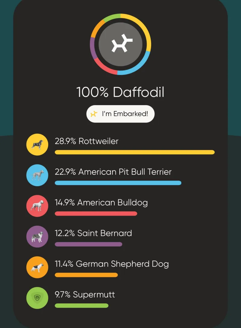 Daffodil thumbnail 3