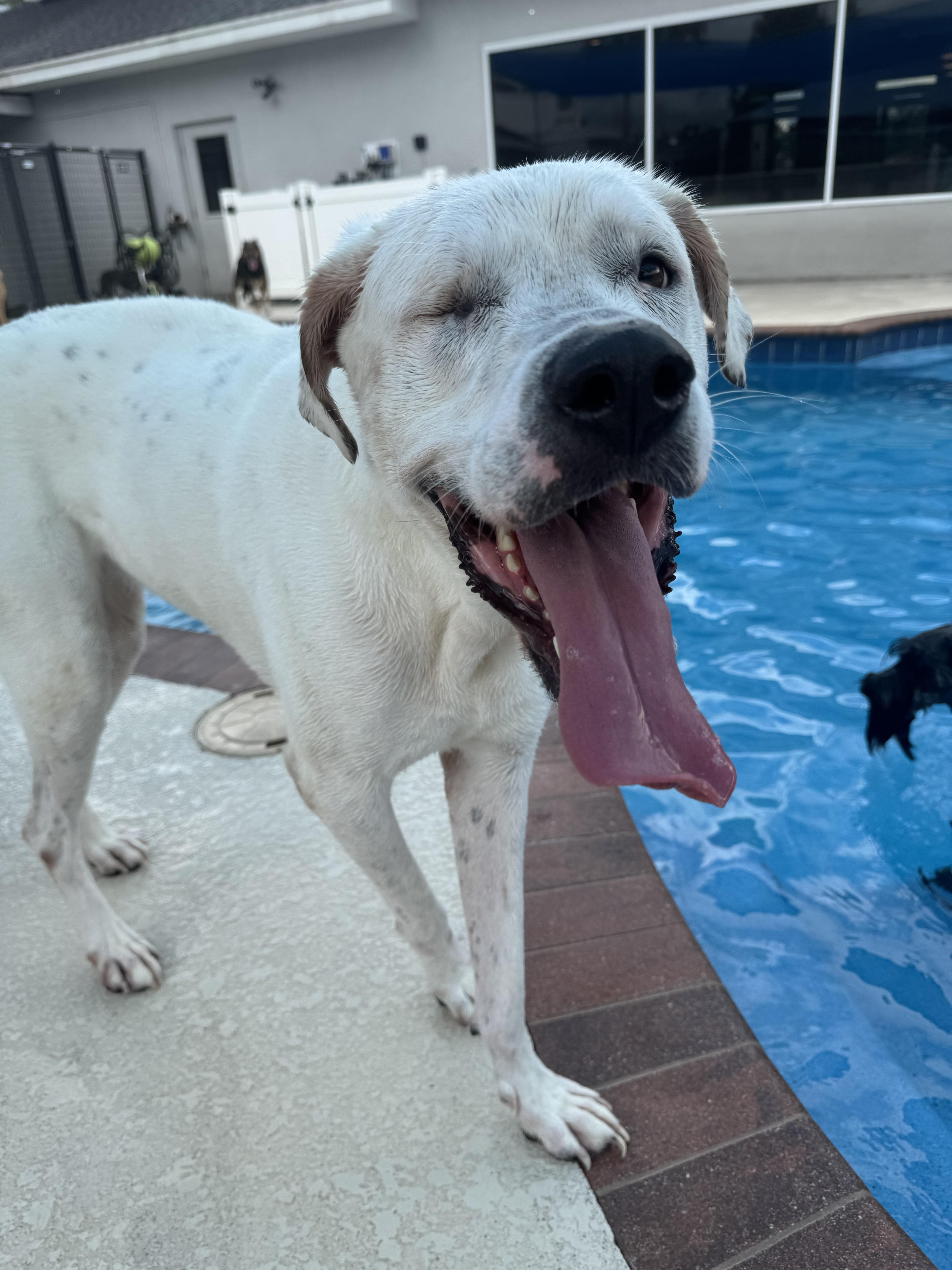 Daffodil thumbnail 5