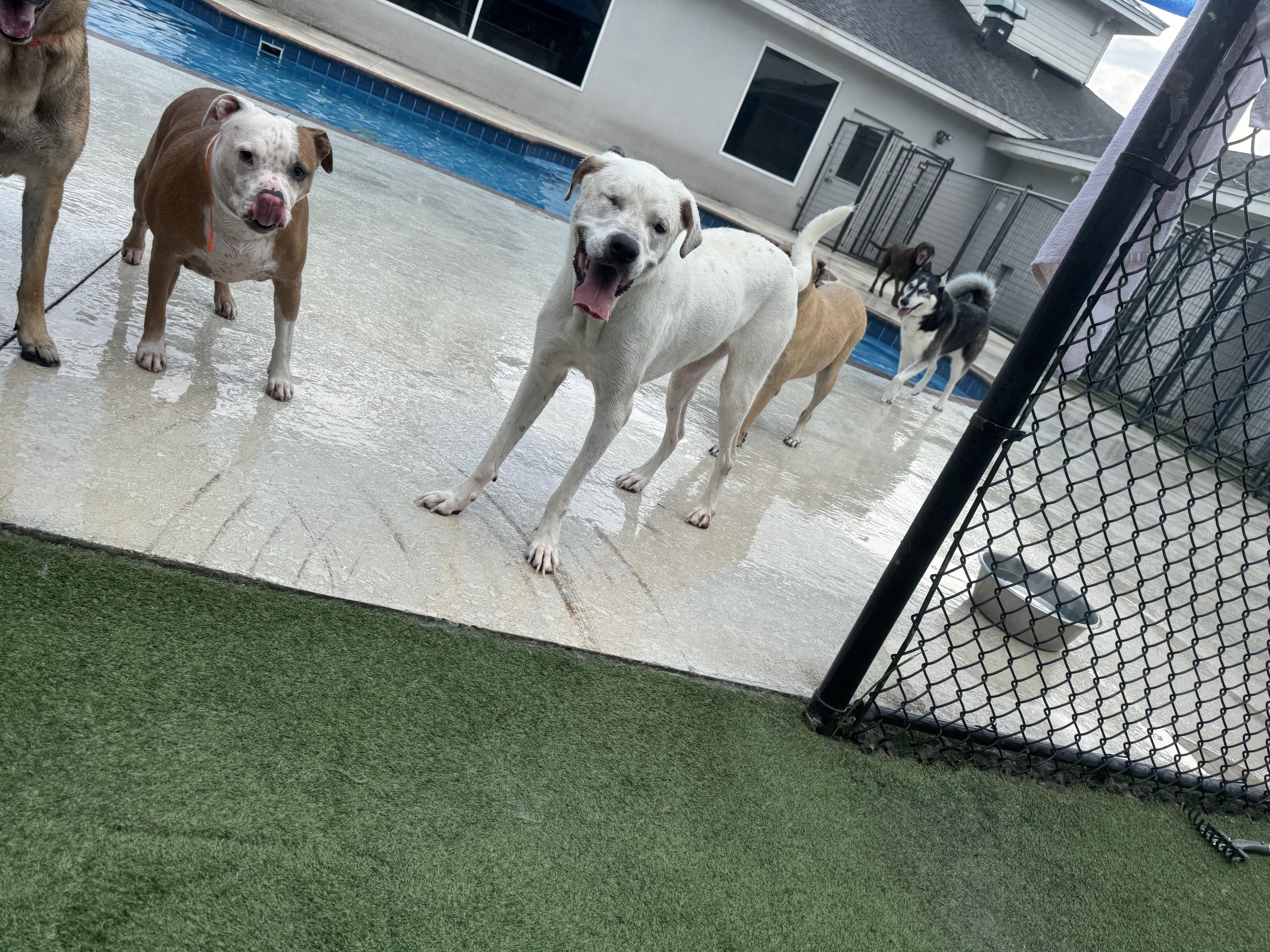 Daffodil thumbnail 6