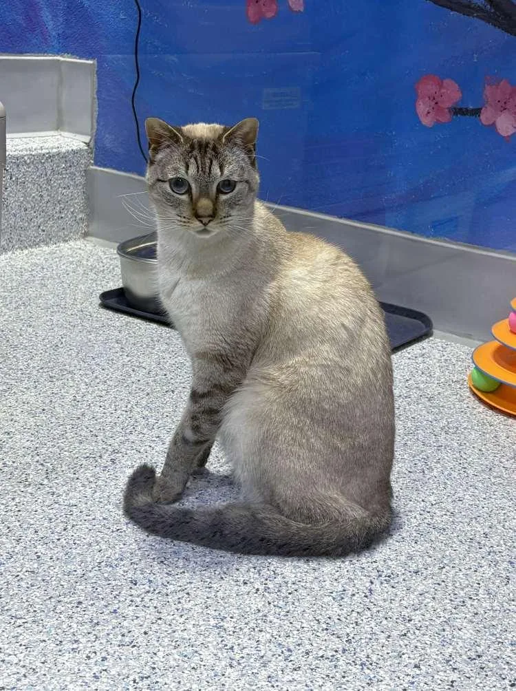 An adult medium-sized male Domestic Short Hair cat named Uzumaki for adoption in Colorado Springs, CO