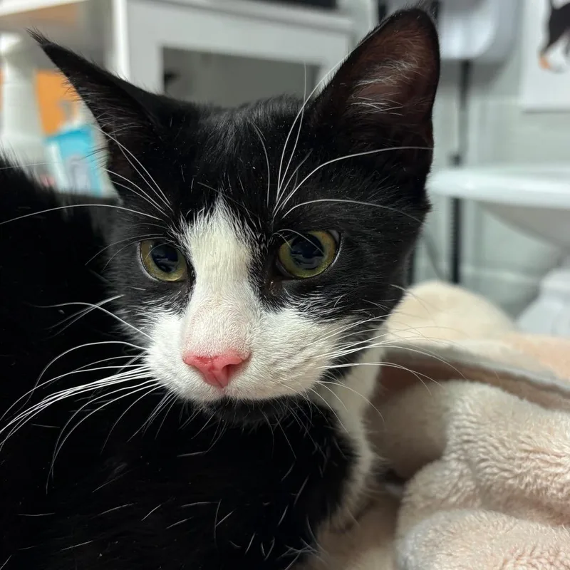 A young medium-sized female Black Domestic Short Hair cat named Cc for adoption in Birdsboro, PA