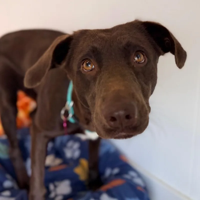 An adult medium-sized female Brown / Chocolate Labrador Retriever dog named Autumn for adoption in Green Bay, WI