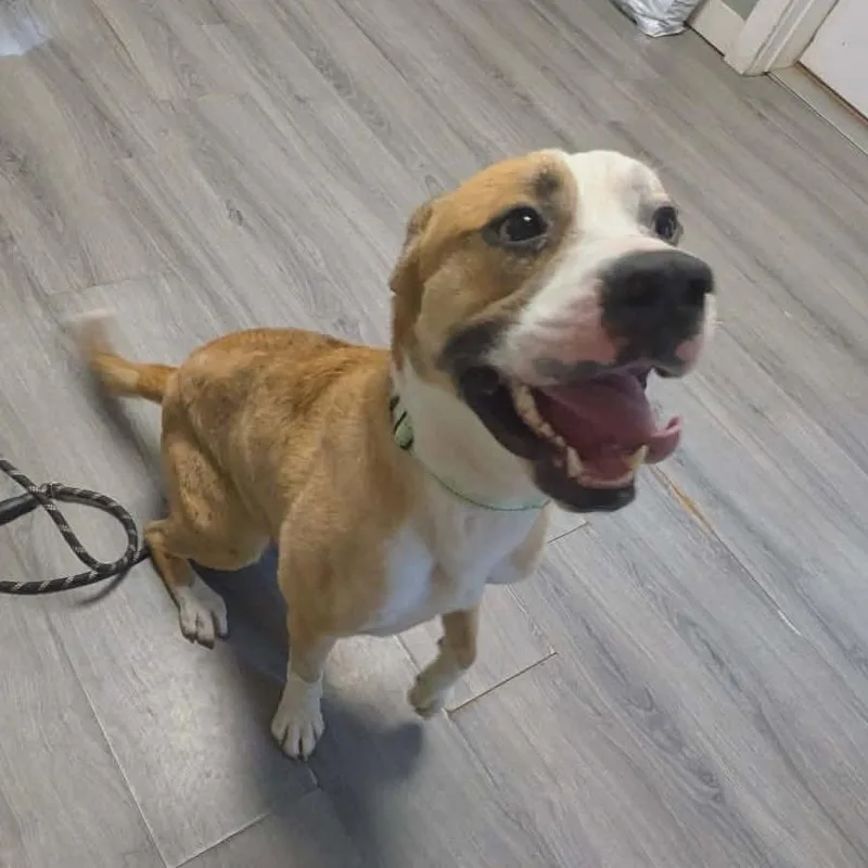 An adult medium-sized male White / Cream Mixed Breed dog named Ranger for adoption in Greenville, PA