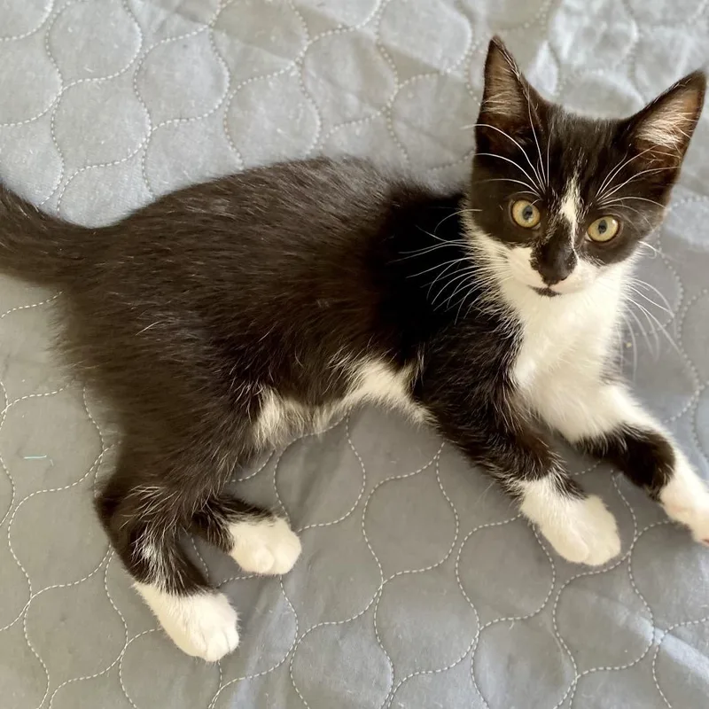 A baby small-sized female Black Domestic Short Hair cat named Merritt for adoption in Point Richmond, CA