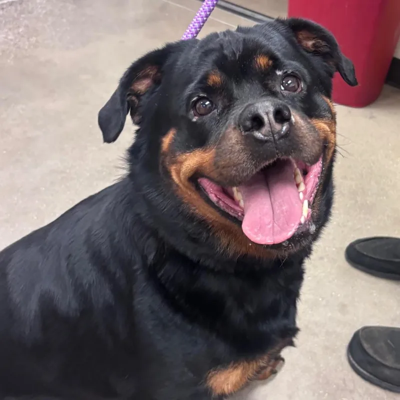 An adult large-sized female Black Rottweiler dog named Capella for adoption in York, PA