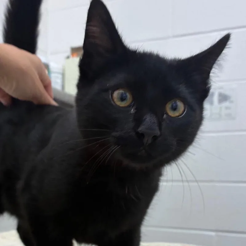 A baby medium-sized male Black Domestic Short Hair cat named Seb for adoption in Corpus Christi, TX