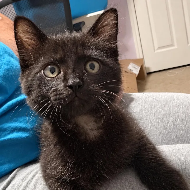 A baby small-sized male Domestic Medium Hair cat named Last Man Standing for adoption in Boerne, TX