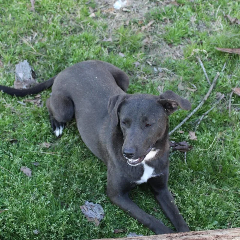 A young medium-sized female Black Labrador Retriever dog named Belle for adoption in Falmouth, ME