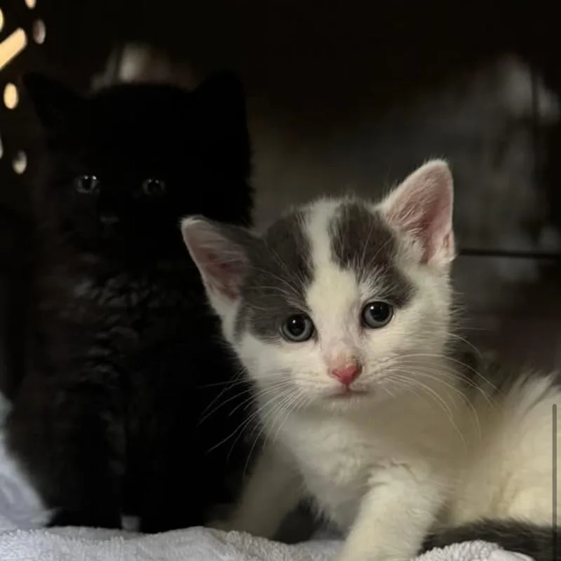 A baby medium-sized male Domestic Short Hair cat named Midnight and Magic for adoption in Clifton, NJ