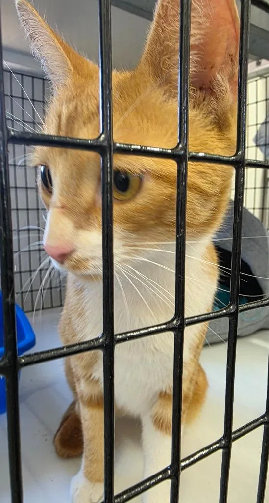 An adult large-sized female Domestic Short Hair cat named Cookie for adoption in Ewing, NJ