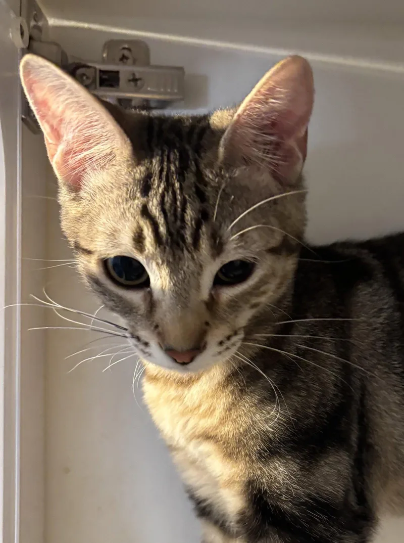 A young medium-sized female Domestic Short Hair cat named Rynlee for adoption in Phoenix, AZ