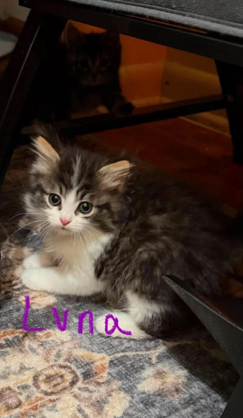A baby medium-sized male Tabby (Gray / Blue / Silver) Tabby cat named Louie Bee for adoption in Omaha, NE
