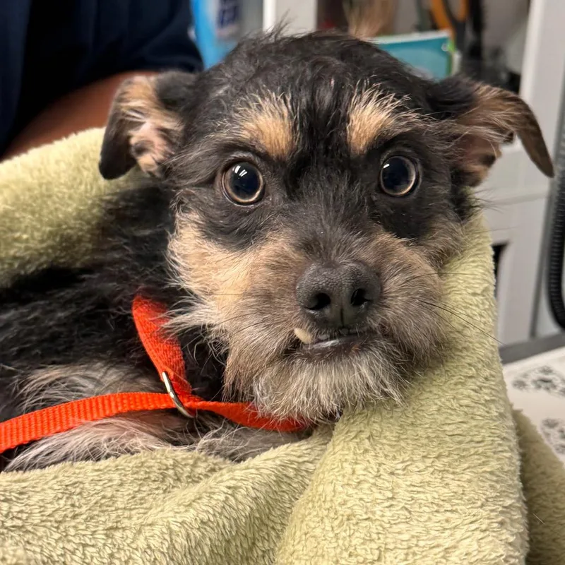 A young small-sized male Black Terrier dog named Brownie for adoption in Birdsboro, PA