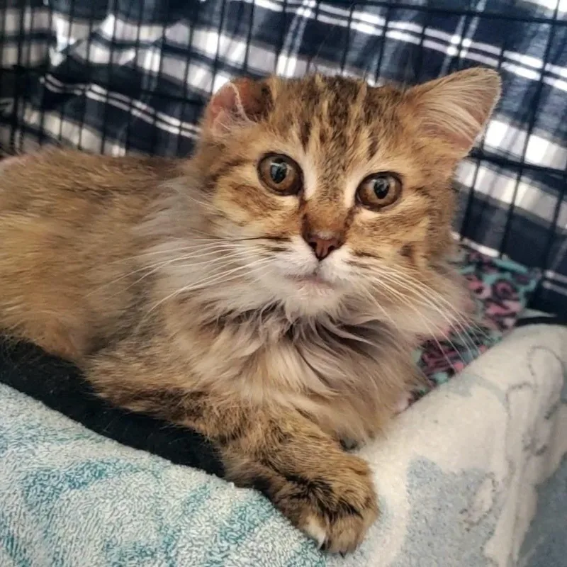 An adult medium-sized female Tabby (Buff / Tan / Fawn) Domestic Medium Hair cat named Gilly for adoption in Hutchinson, MN