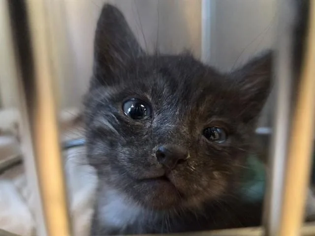 A baby small-sized male Domestic Short Hair cat named A for adoption in Martinez, CA