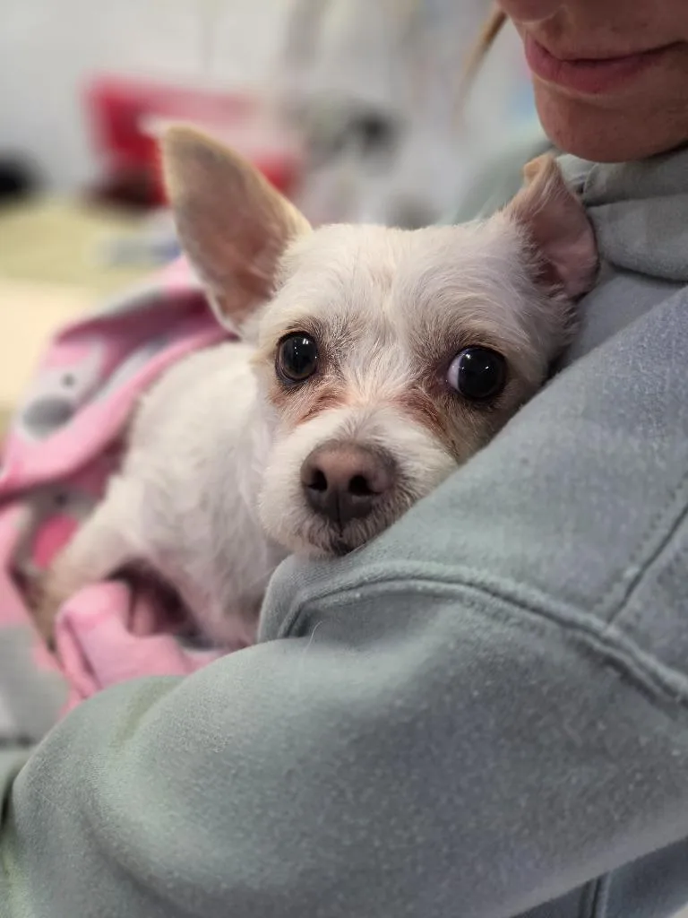 Billy Boy thumbnail 2