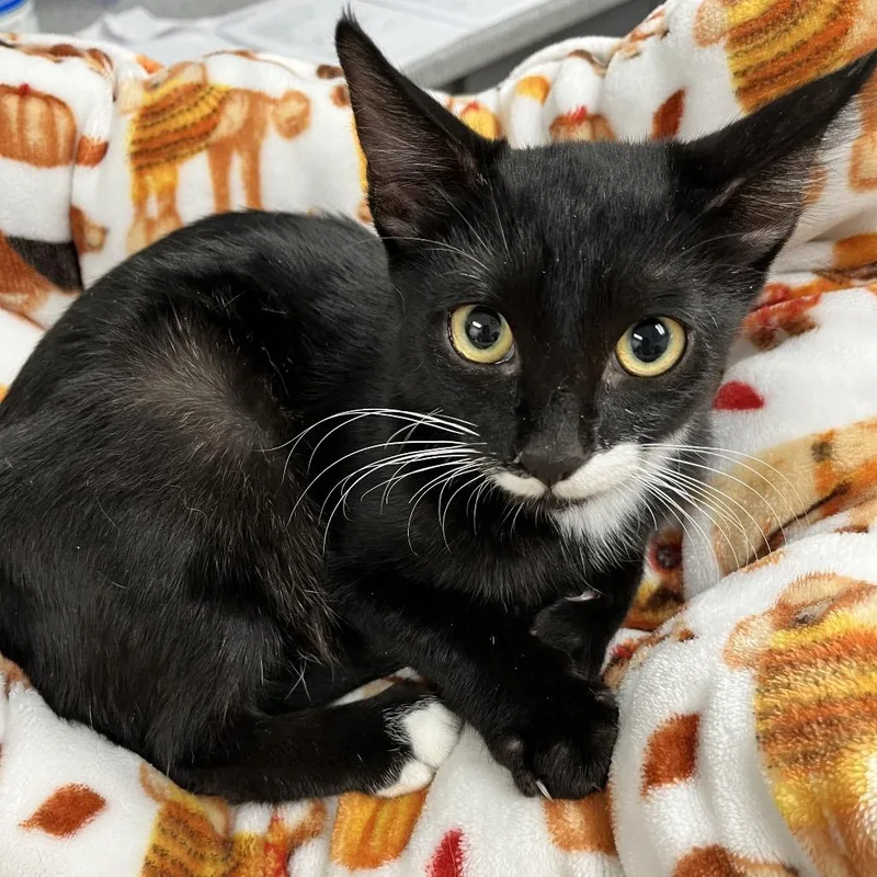 A baby small-sized male Black Domestic Short Hair cat named Luigi for adoption in Henderson, NV