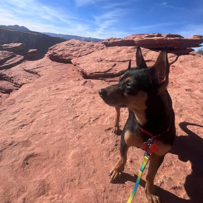 An adult small-sized male Miniature Pinscher dog named Victor AC for adoption in Austin, TX