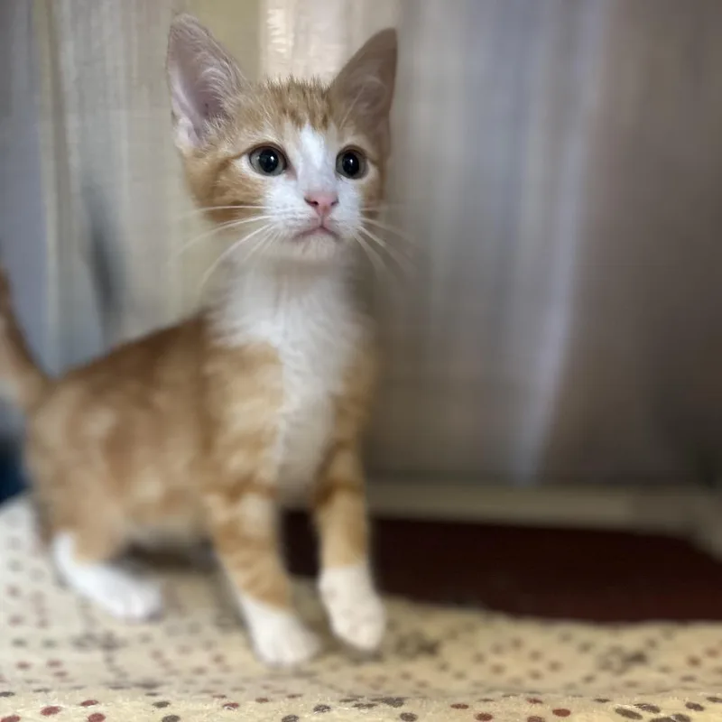 A baby small-sized male Orange / Red Domestic Medium Hair cat named Pumpkin for adoption in Kyle, TX