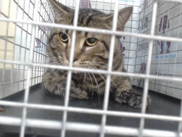 A young medium-sized male Domestic Short Hair cat named Monkey Paw for adoption in Orlando, FL