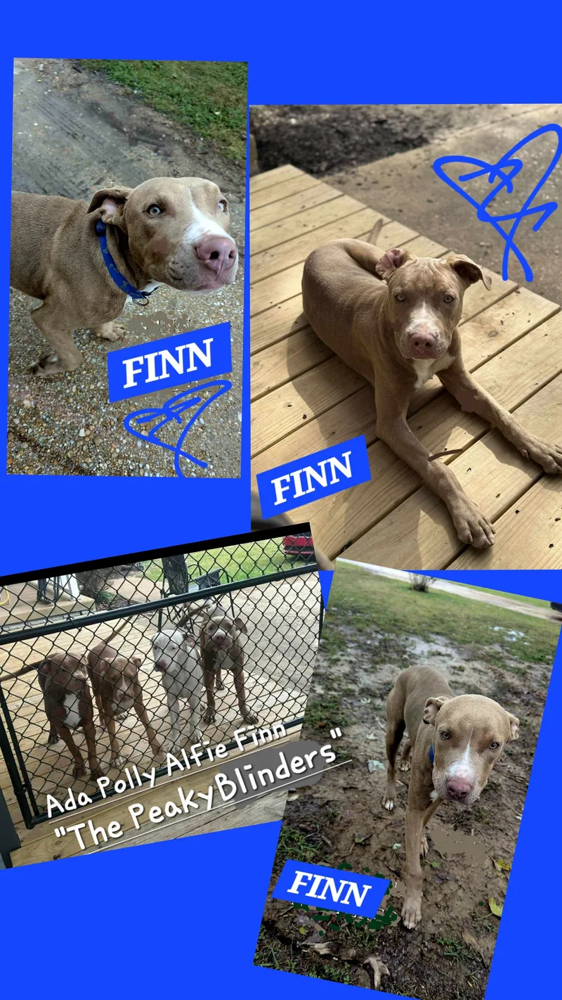 Finn
